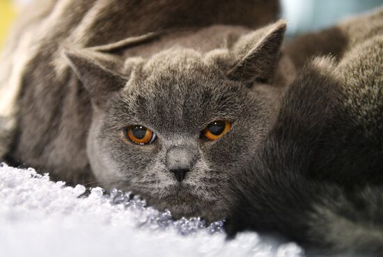 Cat-Salon-December cat show