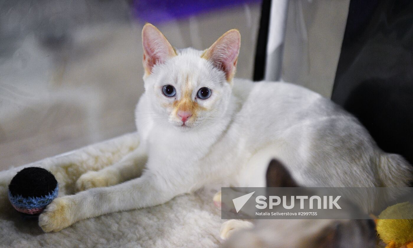 Cat-Salon-December cat show