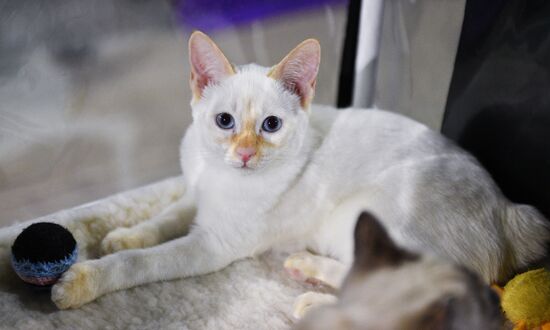 Cat-Salon-December cat show