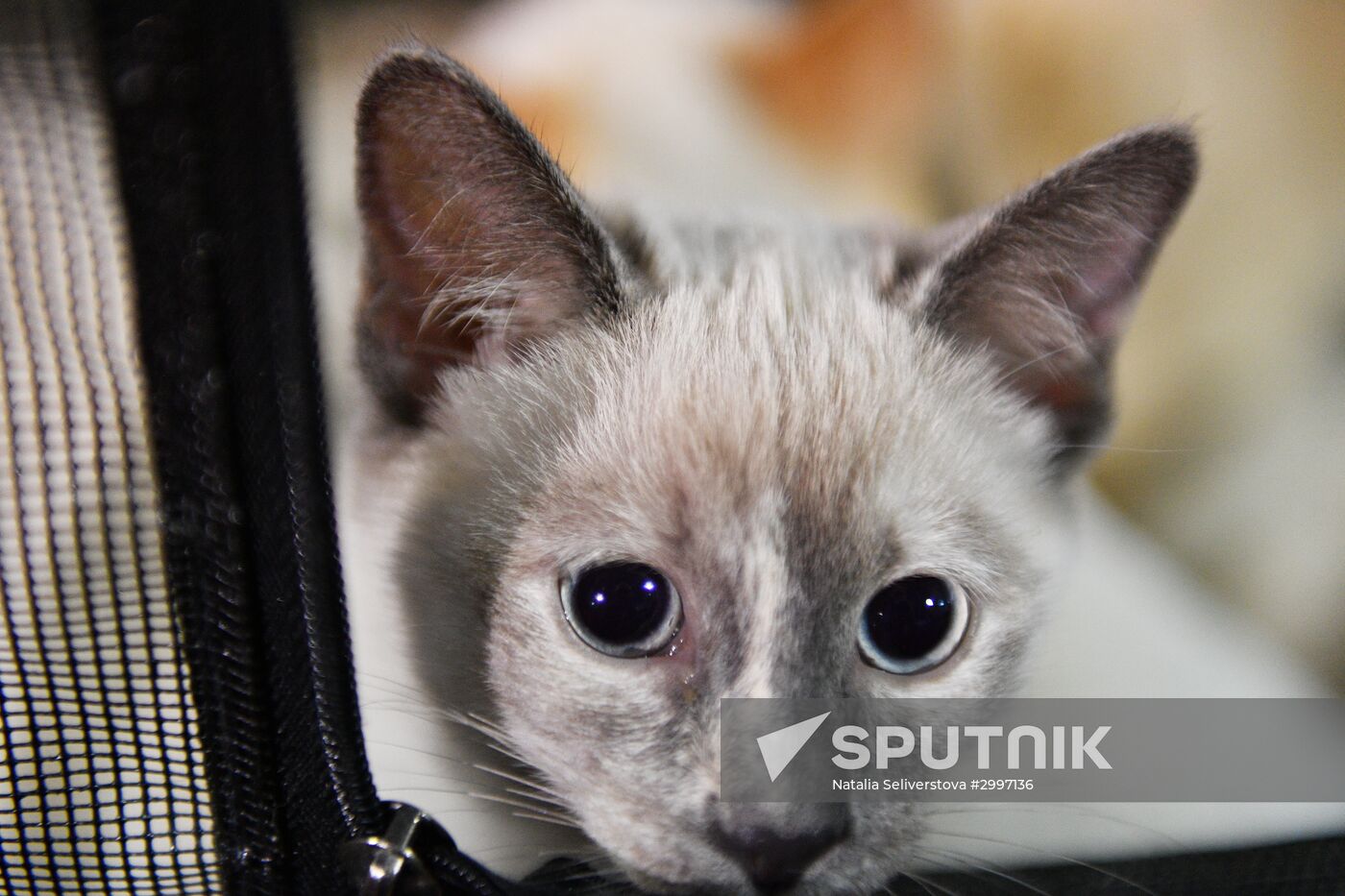 Cat-Salon-December cat show