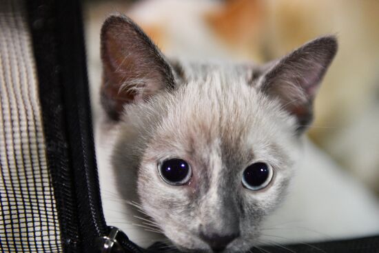 Cat-Salon-December cat show