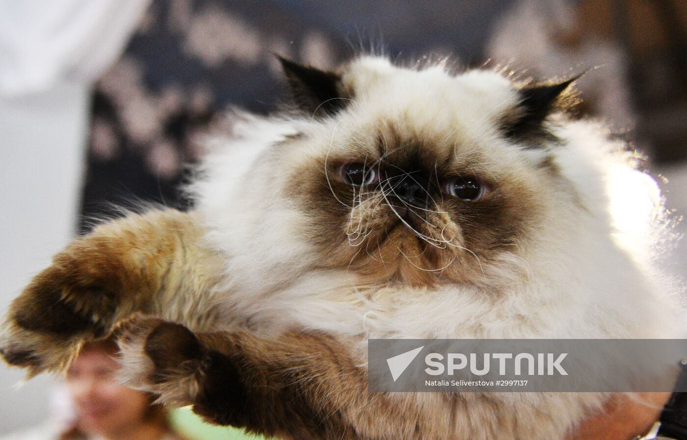 Cat-Salon-December cat show
