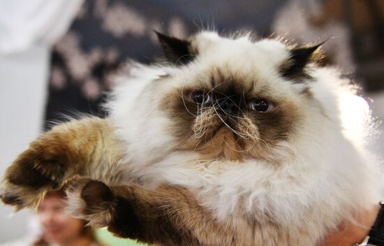 Cat-Salon-December cat show