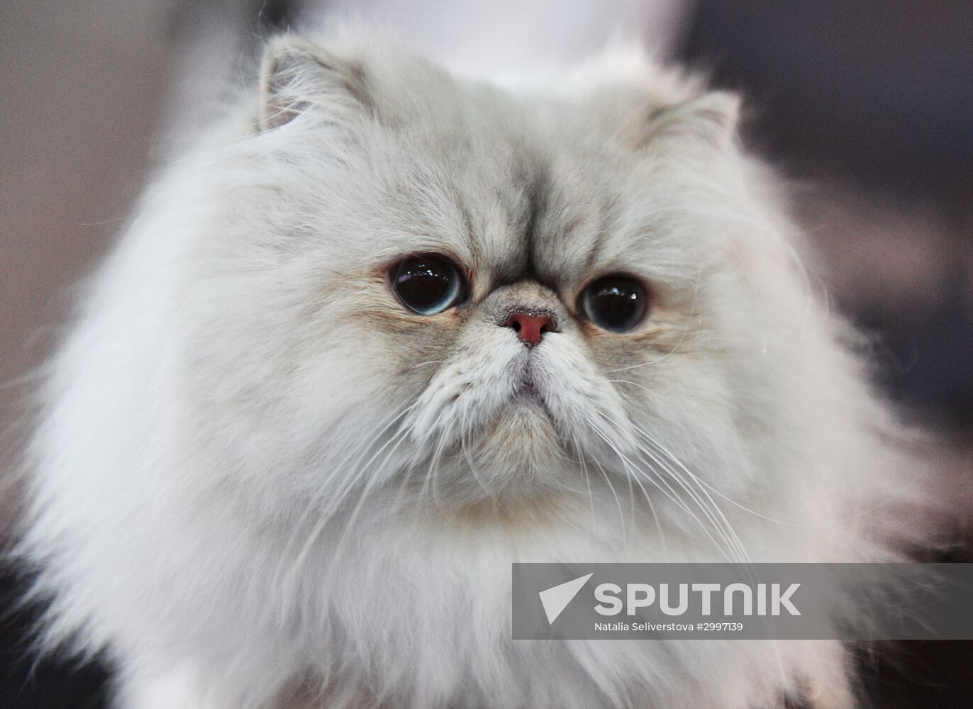 Cat-Salon-December cat show