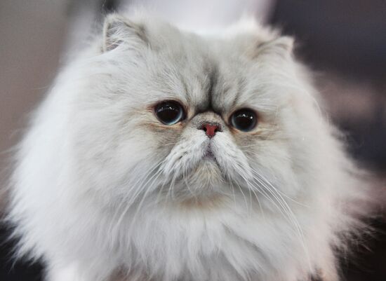 Cat-Salon-December cat show