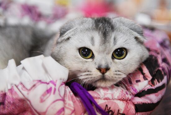 Cat-Salon-December cat show