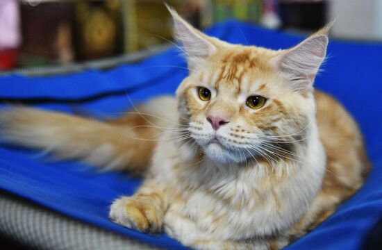 Cat-Salon-December cat show