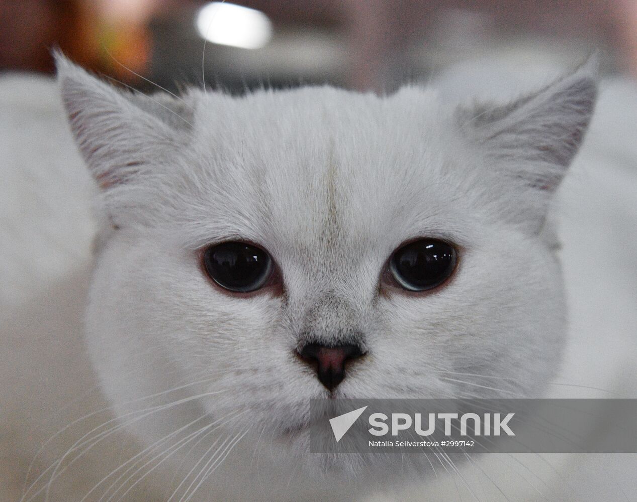 Cat-Salon-December cat show