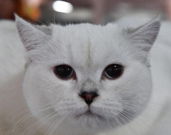 Cat-Salon-December cat show