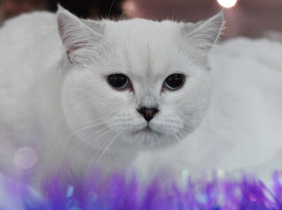 Cat-Salon-December cat show