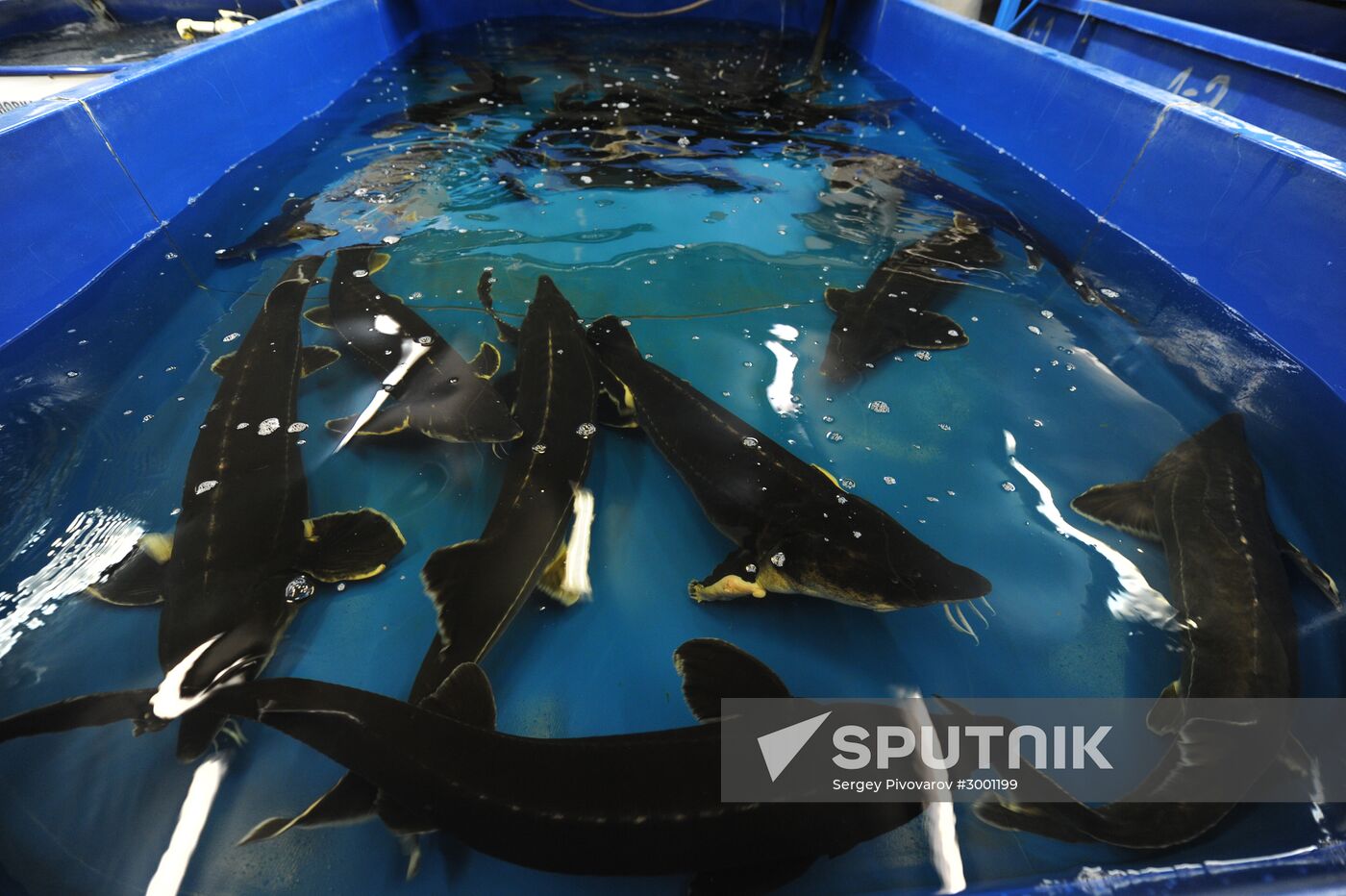 Fish-breeding and aquaculture complex in Rostov Region