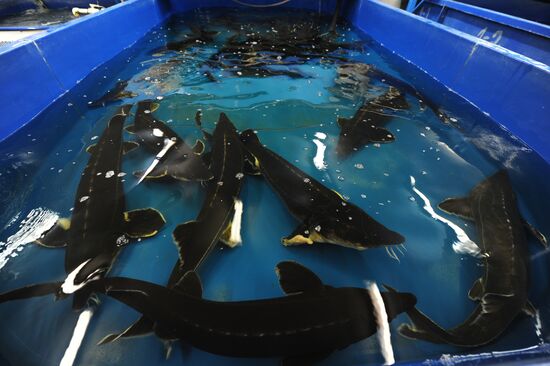 Fish-breeding and aquaculture complex in Rostov Region