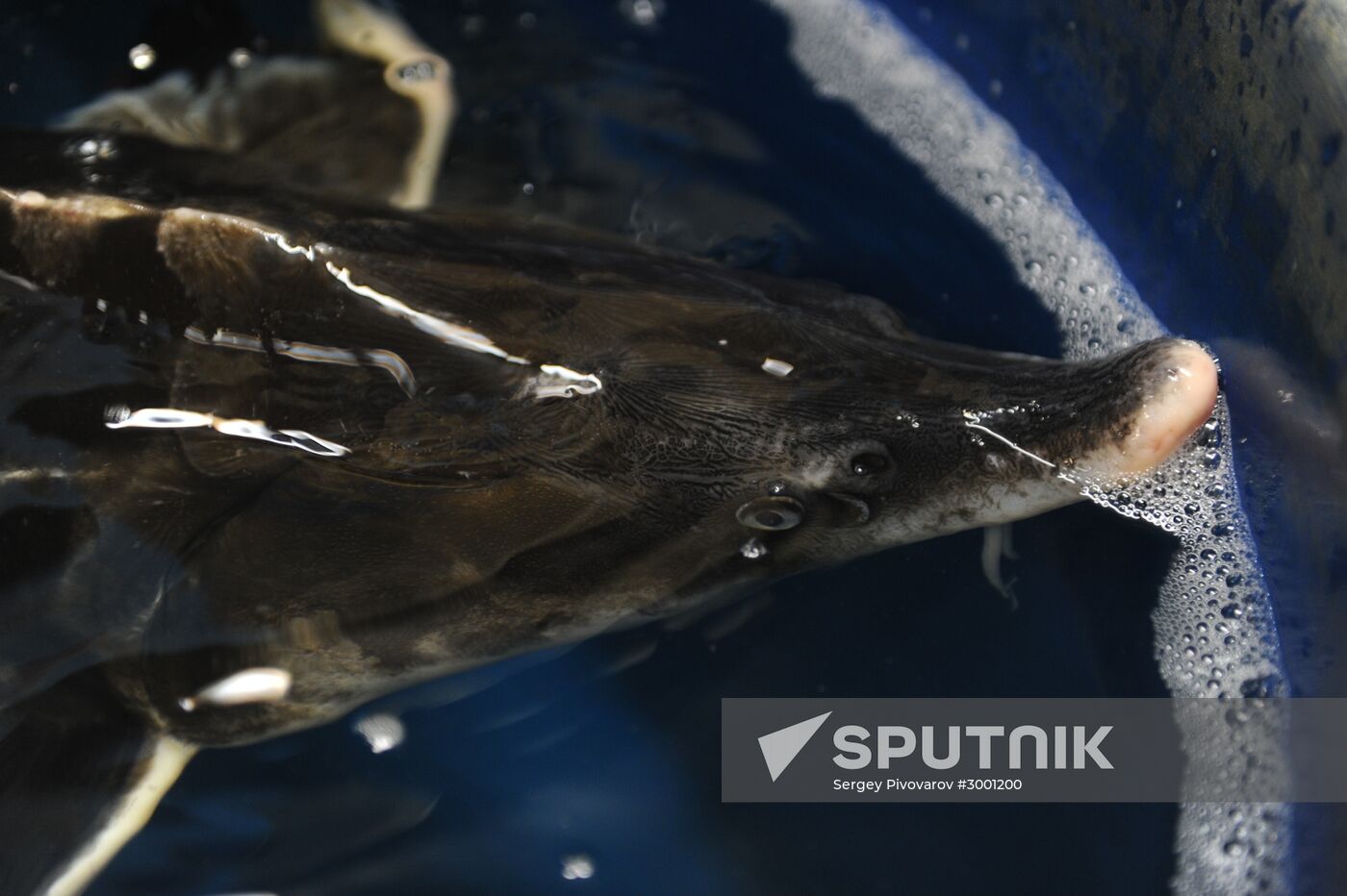 Fish-breeding and aquaculture complex in Rostov Region