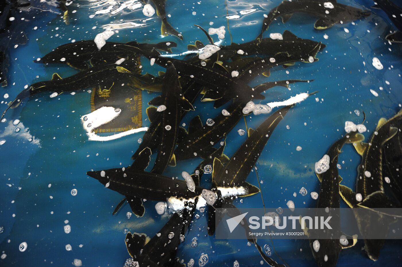 Fish-breeding and aquaculture complex in Rostov Region