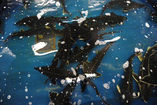 Fish-breeding and aquaculture complex in Rostov Region