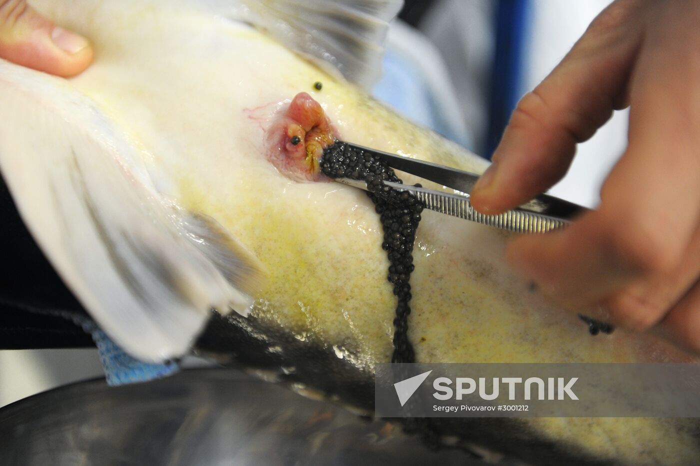 Fish-breeding and aquaculture complex in Rostov Region