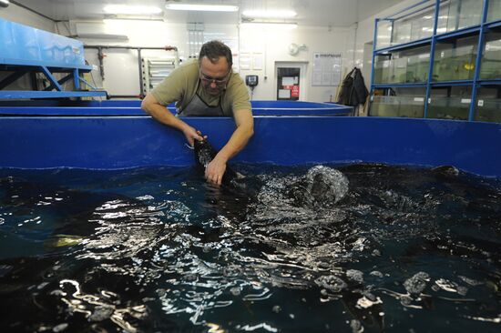 Fish-breeding and aquaculture complex in Rostov Region
