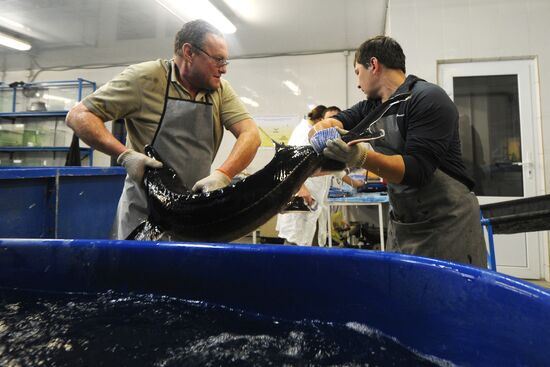 Fish-breeding and aquaculture complex in Rostov Region
