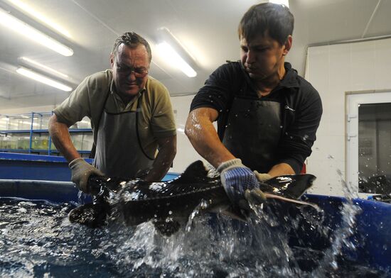 Fish-breeding and aquaculture complex in Rostov Region