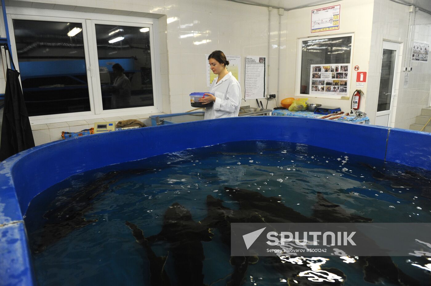 Fish-breeding and aquaculture complex in Rostov Region