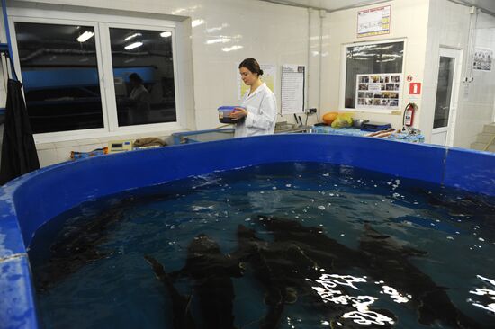 Fish-breeding and aquaculture complex in Rostov Region
