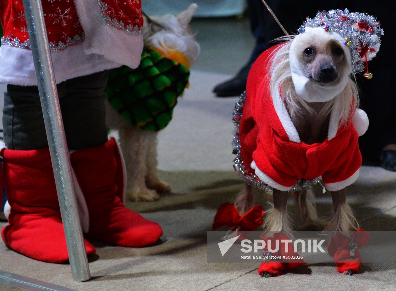 Golden Collar 2016 dog show