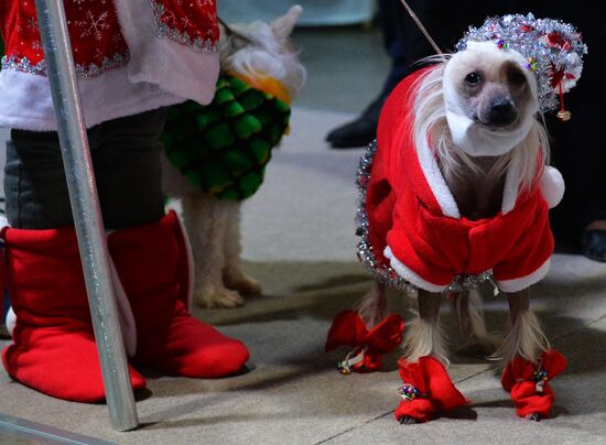Golden Collar 2016 dog show