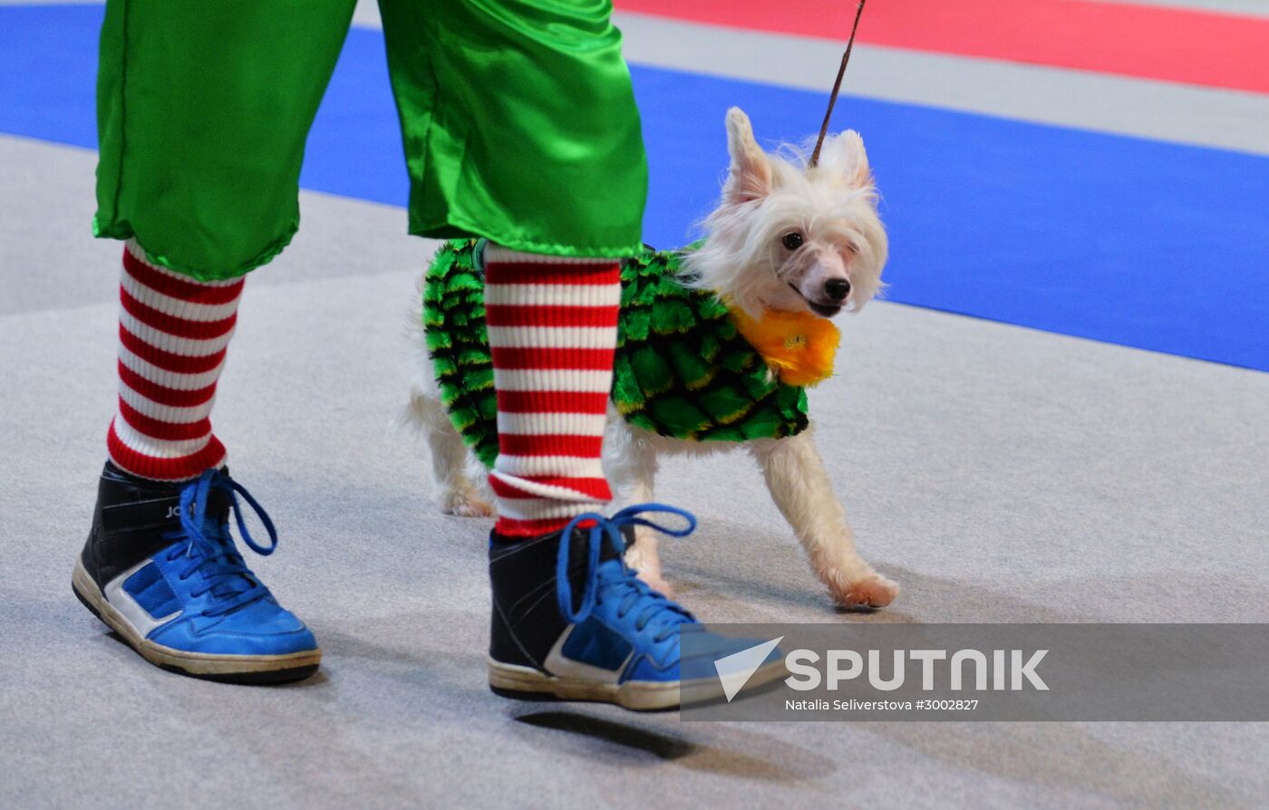 Golden Collar 2016 dog show