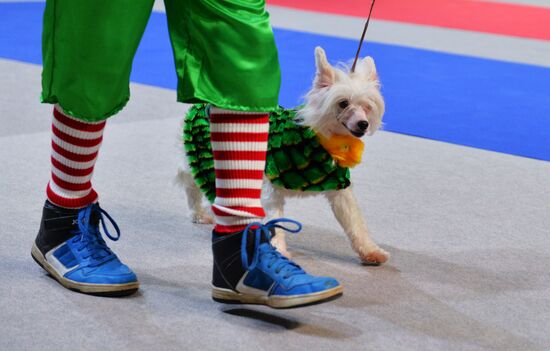Golden Collar 2016 dog show