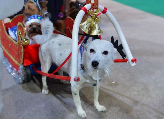 Golden Collar 2016 dog show