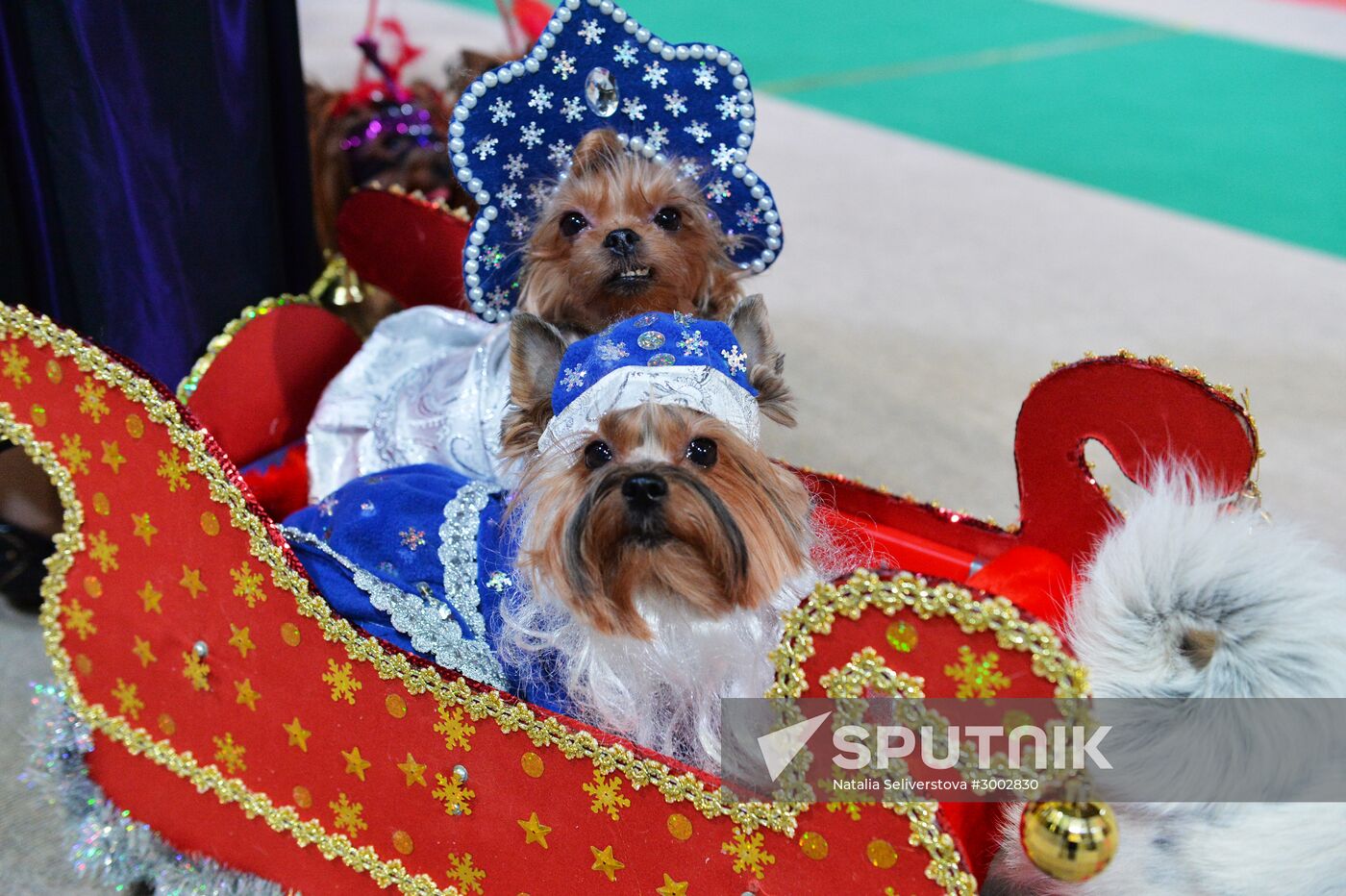 Golden Collar 2016 dog show