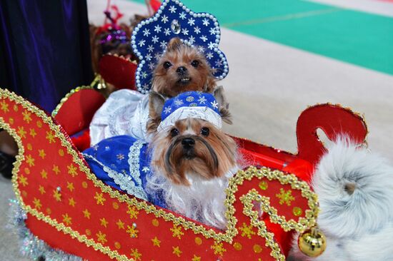 Golden Collar 2016 dog show
