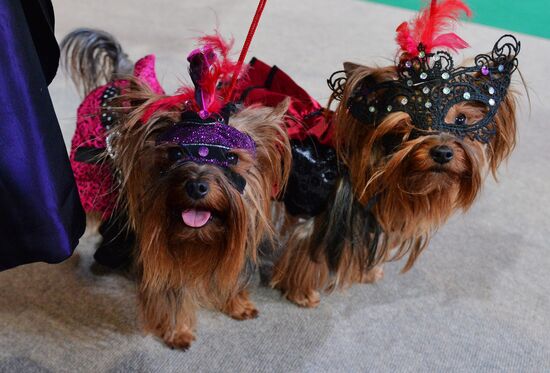 Golden Collar 2016 dog show