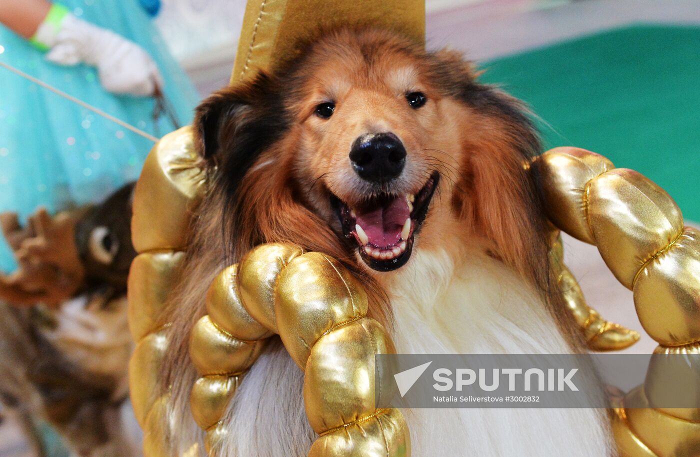 Golden Collar 2016 dog show