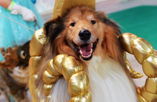 Golden Collar 2016 dog show
