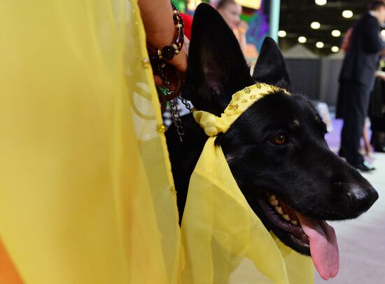 Golden Collar 2016 dog show