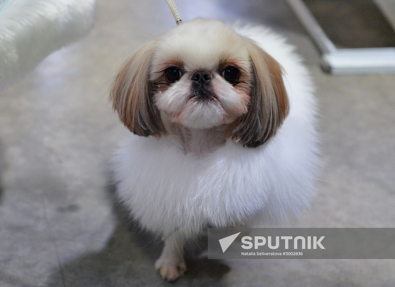 Golden Collar 2016 dog show