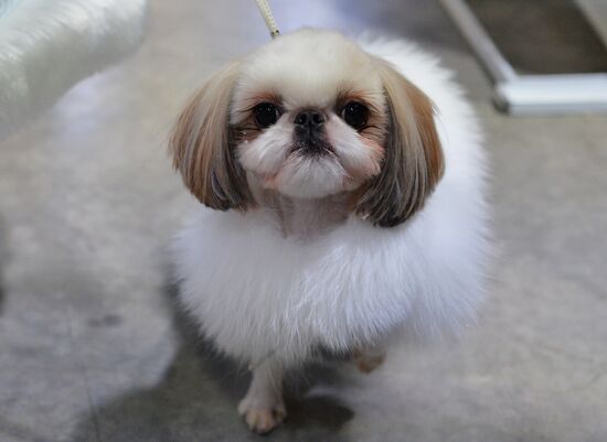 Golden Collar 2016 dog show