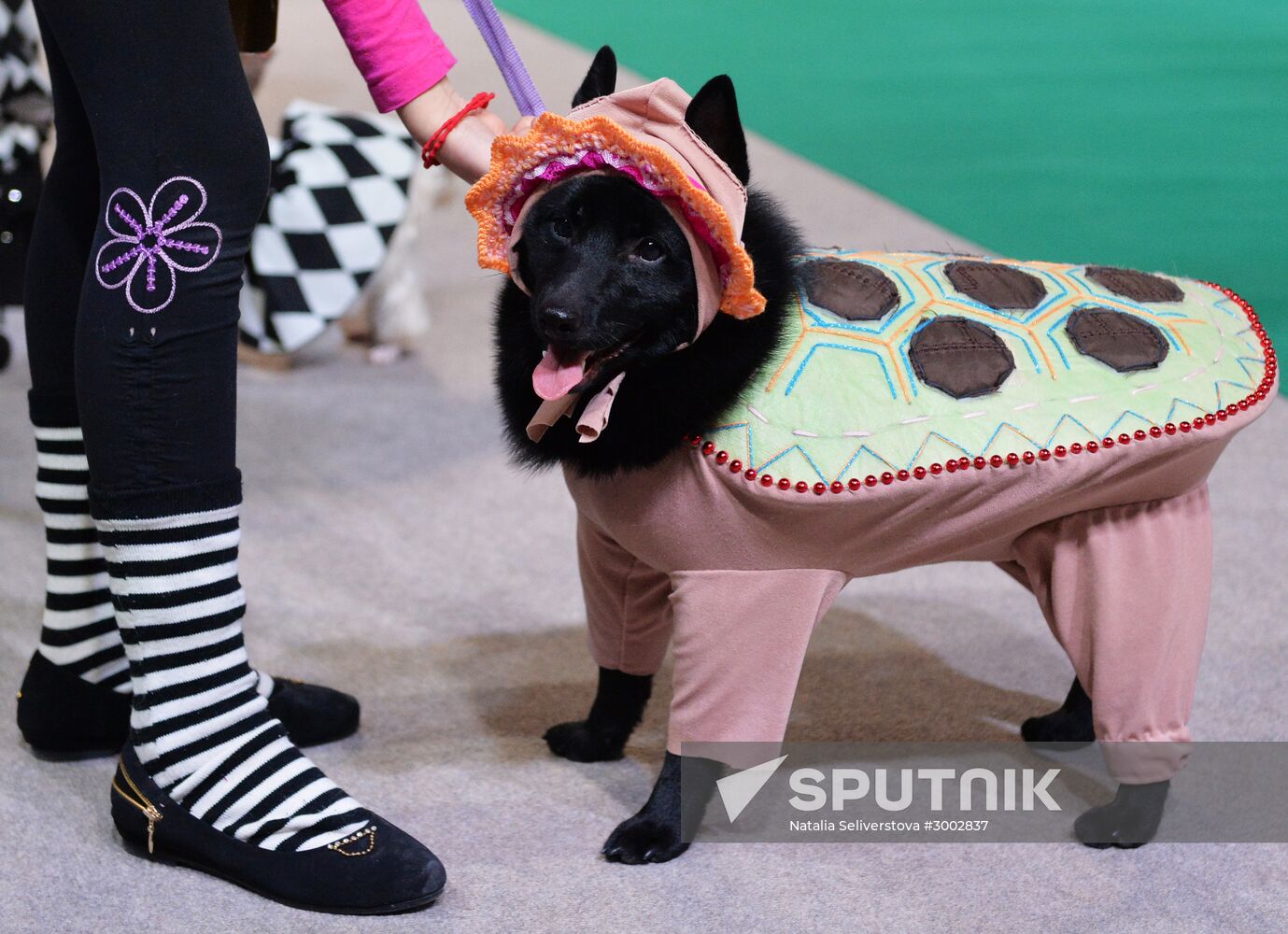 Golden Collar 2016 dog show