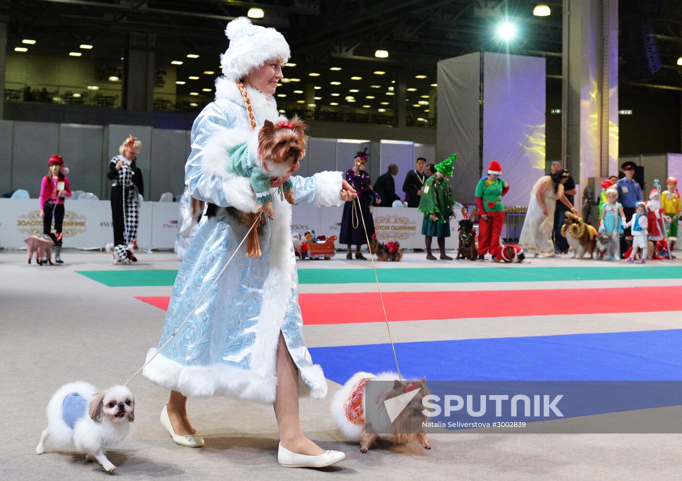 Golden Collar 2016 dog show