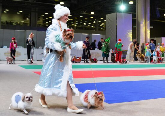 Golden Collar 2016 dog show