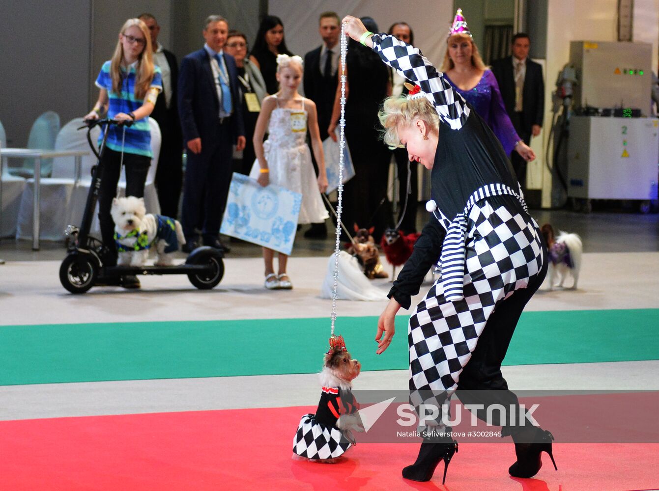 Golden Collar 2016 dog show