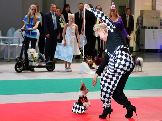 Golden Collar 2016 dog show