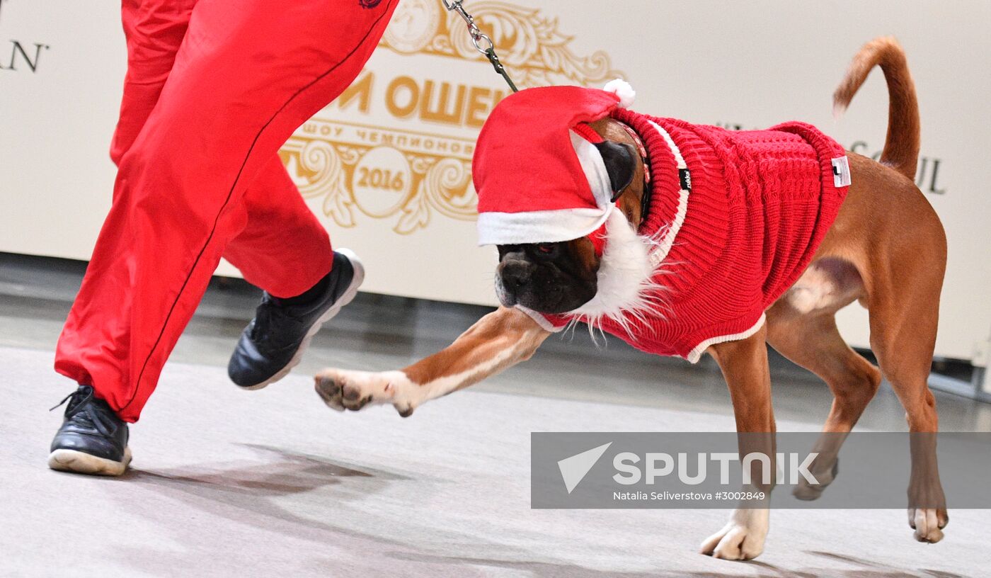 Golden Collar 2016 dog show