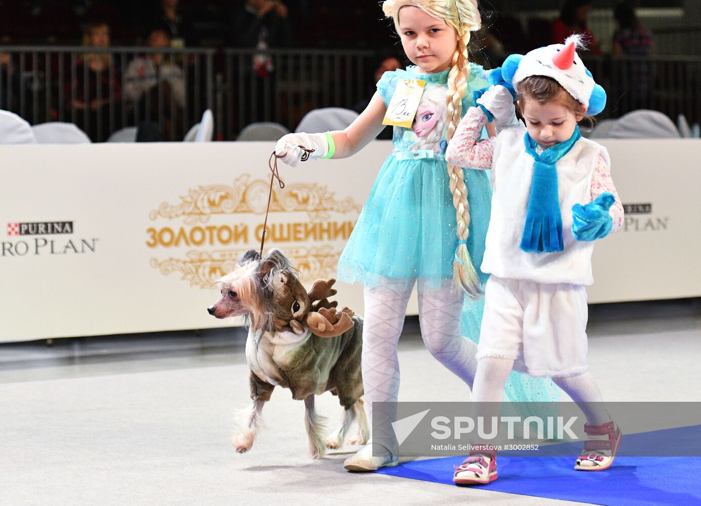 Golden Collar 2016 dog show