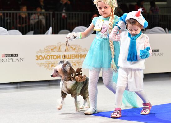 Golden Collar 2016 dog show