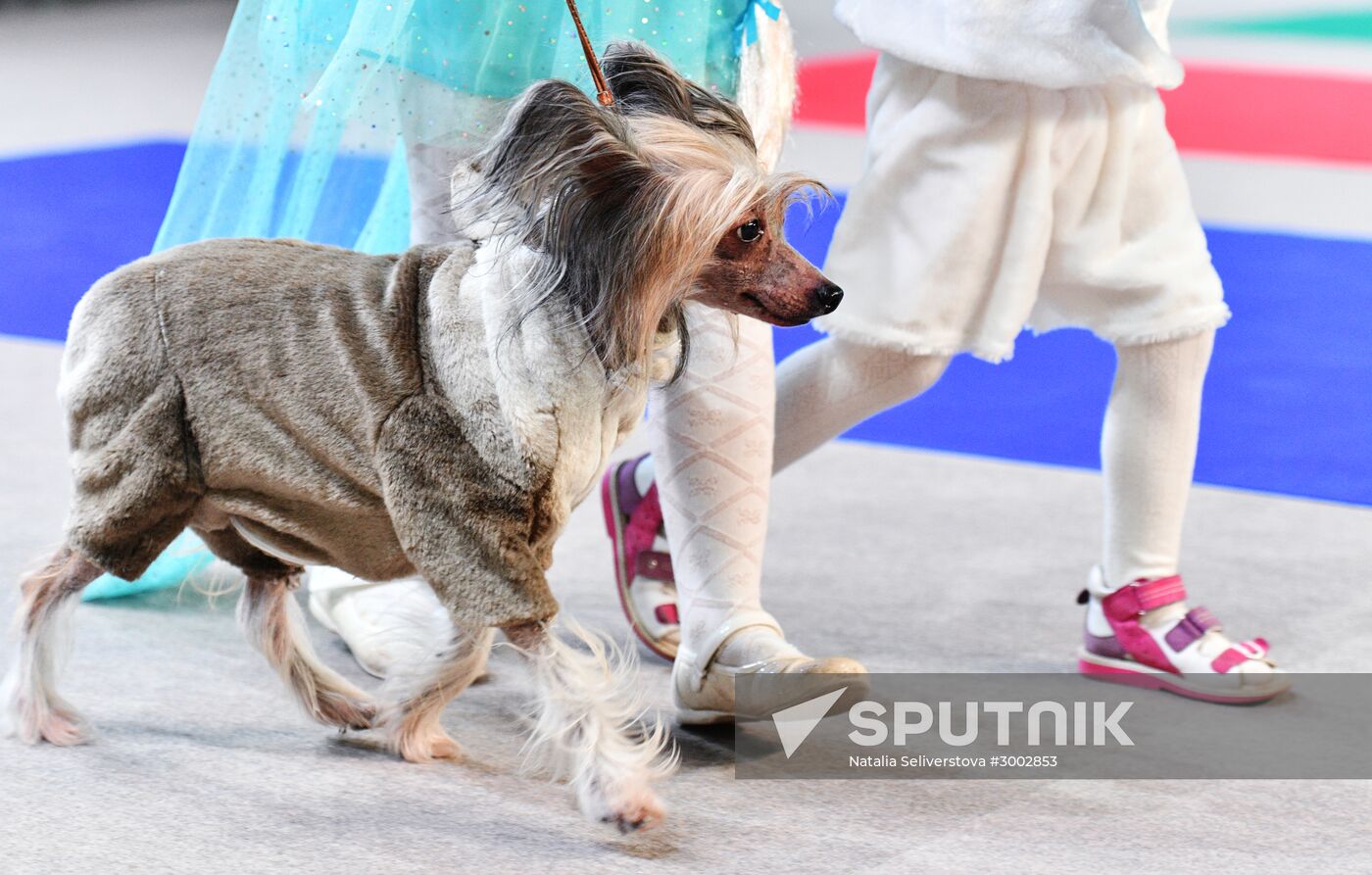 Golden Collar 2016 dog show