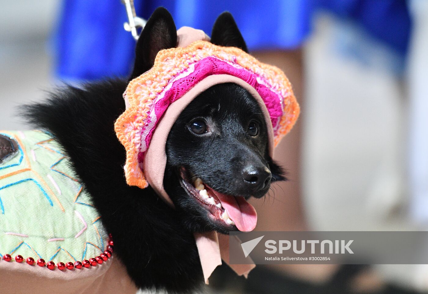 Golden Collar 2016 dog show