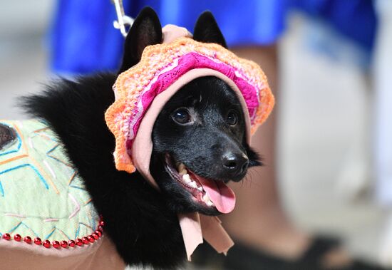 Golden Collar 2016 dog show
