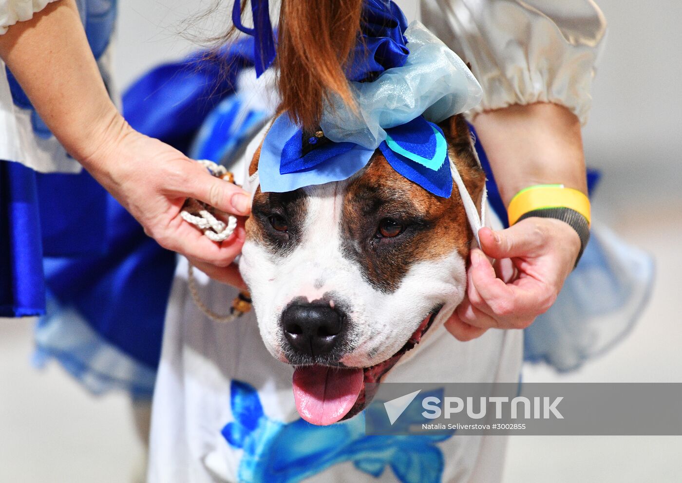 Golden Collar 2016 dog show